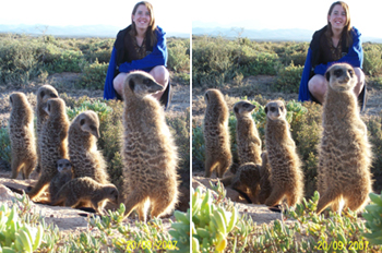 Laura Jane Seymour The Meerkat Lady and member of The Meerkat Magic Project Team with The Ungulungu Meerkats / Meerkat / Suricate / Suricates members of The Shy 5 at The Meerkat Magic Conservation Project in The Meerkat Magic Valley near The Meerkat Mansion around Oudtshoorn Western Cape of South Africa